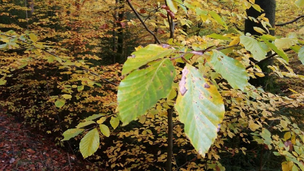 Ferienhaeuser Zur Schaeferei Mitwitz ภายนอก รูปภาพ